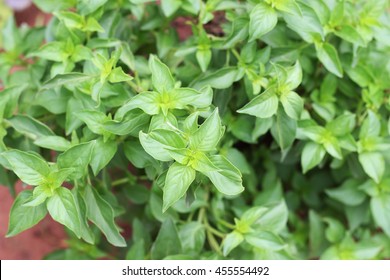 8,603 Thai lemon basil Images, Stock Photos & Vectors | Shutterstock