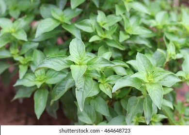 8,603 Thai lemon basil Images, Stock Photos & Vectors | Shutterstock