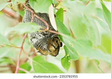 Hoary Bat hanging in a shrub