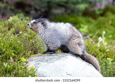 Hoary Marmot In Alberta Canada