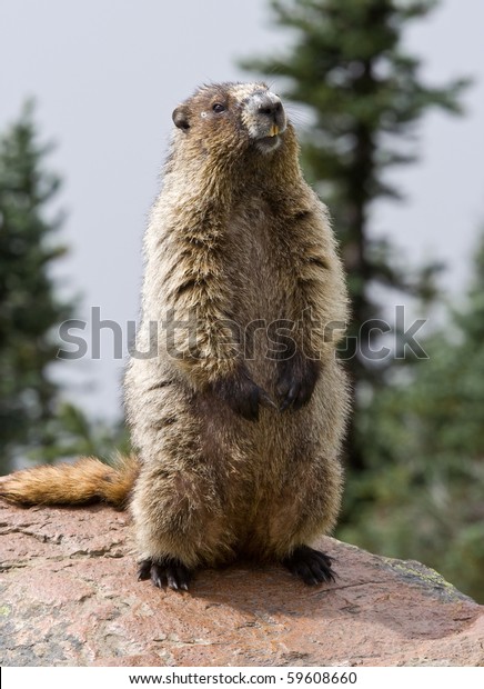 Hoary Marmot (also known as a Whistle pig)\
posing in the alpine during a mountain\
hike