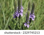 Hoary vervain at Rose Creek