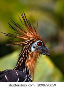 Hoatzin In Yasuni National Park, Ecuador