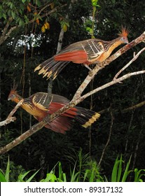 Hoatzins In Yasuni National Park, Amazon, Ecuador.