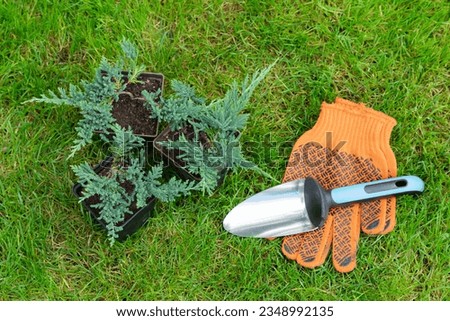 Hobby in the garden. Juniper seedlings, gardening tools (shovel, gloves) on green grass from above. Background layout with free text space. Supplies for gardening on color background.