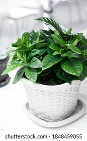 Hobby Home Floriculture Growing Indoor Plants, Green Flower Shrub Gardenia Jasmine Family Madder In A Light Room