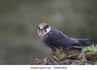 Hobby,Falco Subbuteo,on A Wall