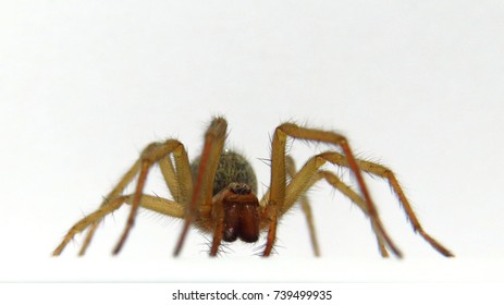 Hobo Spider