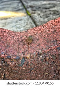 Hobo Spider On A Brick