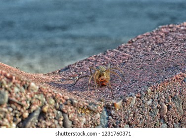 Hobo Spider On A Brick