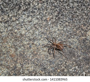 Hobo Spider On Concrete From Above