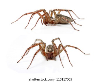 The Hobo Spider, Tegenaria Agrestis isolated on white
