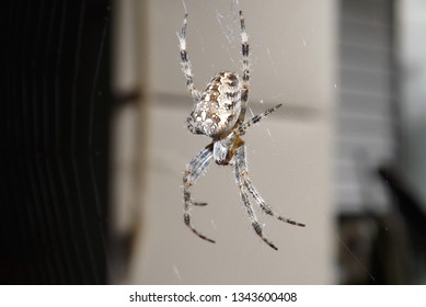 Hobo Spider Waiting