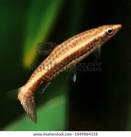 Hockeystick Pencilfish (Nannostomus eques) classic for aquarium keeping