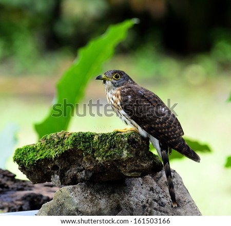Hodgson's cuckoo bird sitting on mossy rock