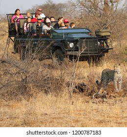 HOEDSPRUIT, SOUTH AFRICA - SEPTEMBER 28, 2018: Tourists in safari vehicle observing African leopard in Timbavati Private Nature Reserve, South Africa - Shutterstock ID 1200787183