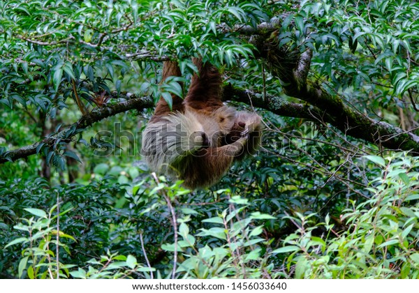 Hoffman two-toed sloth in a tree at La Fortuna\
Nature Reserve, Panama