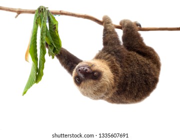 Hoffmann's Two-toed Sloth (Choloepus Hoffmanni)