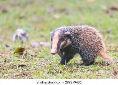 Стоковая фотография 299279486: Hog Badger Arctonyx Arctonyx Collaris ...