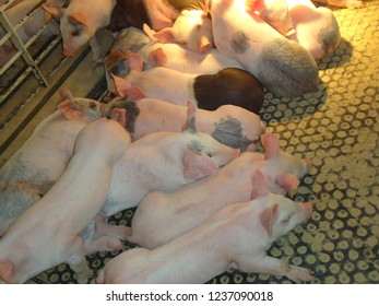 Hog Confinement Iowa