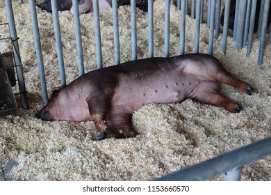 Hog Conserving Energy At The Missouri State Fair In Sedalia, MO