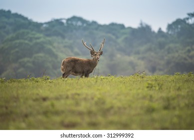 Hog Deer