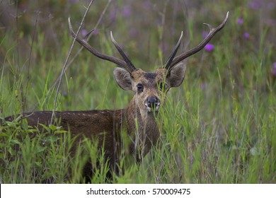 Hog Deer    