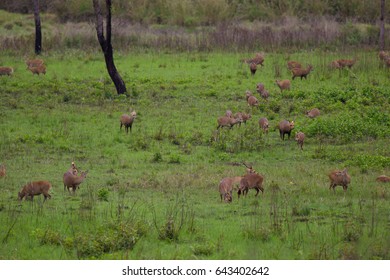 Hog Deer