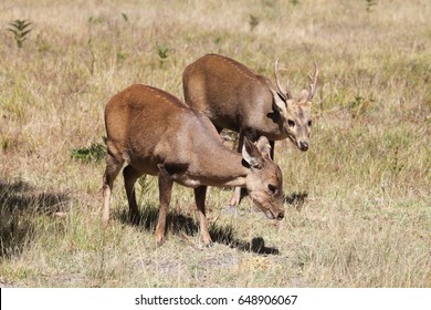 Hog Deer In Australia