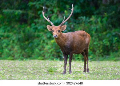 Hog Deer On Field