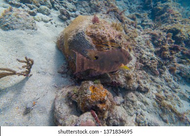 Hog Fish Feeding 