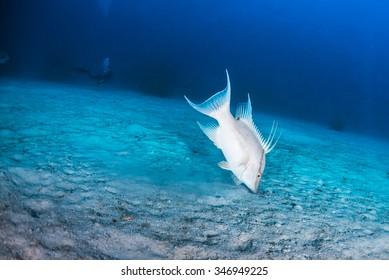 Hog Fish Hunting For Food