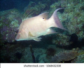 Hog Fish Near Reef