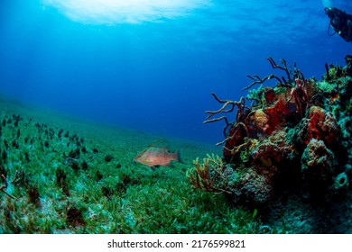 A Hog Fish Swimming Near A Reef