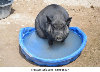 Hog In Kiddie Pool