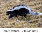 Hog nosed skunk, Conepatus humboldtii, Torres del Paine National Park, Chile