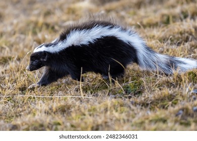 Hog nosed skunk, Conepatus humboldtii, Torres del Paine National Park, Chile