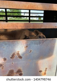 Hog Snout Peeking Over Livestock Trailer. 