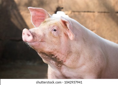 Hog waiting feed. Pig indoor on a farm yard in Thailand. swine in the stall. Close up eyes and blur. Portrait animal.