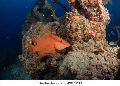 Hogfish On The Spiegel Grove