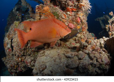 Hogfish On The Spiegel Grove