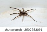 Hogna radiata is a species of wolf spider. A male insect with seven legs.