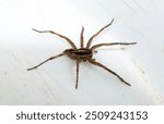 Hogna radiata is a species of wolf spider. A male insect with seven legs.