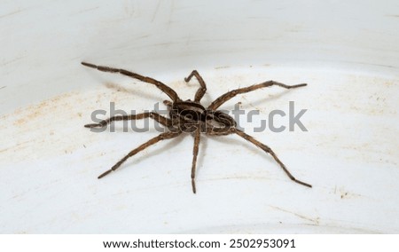 Hogna radiata is a species of wolf spider. A male insect with seven legs.