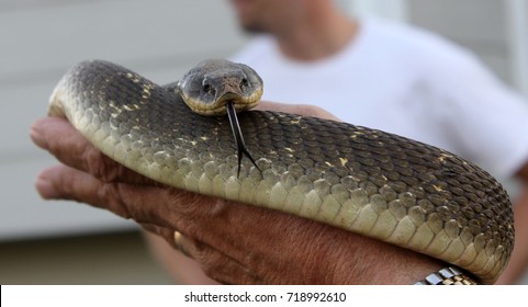 Hognose Snake