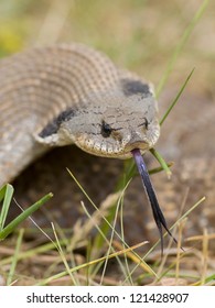 Hognose Snake With It's Tounge Out