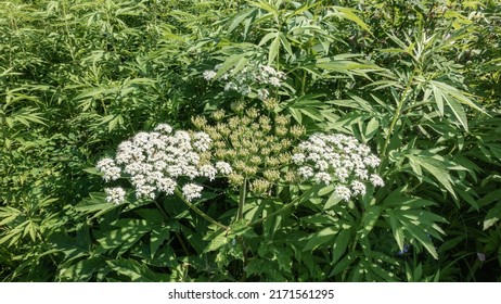 Hogweed Heracléum sosnówskyi blooms in the meadow. Large white umbellate inflorescences on a background of carved green leaves. Top view. Kamchatka - Shutterstock ID 2171561295