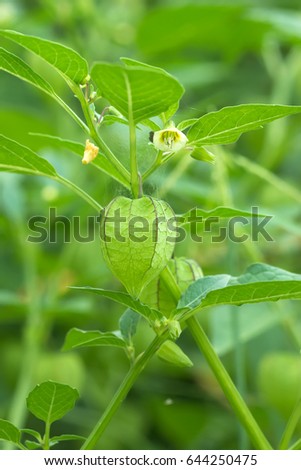 Similar – Physalis Frucht im Garten.