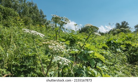 Hogweed grows in a green meadow. A tall herbaceous plant with large carved leaves and white umbellate inflorescences. Flies fly over flowers. Blue sky. Kamchatka - Shutterstock ID 2155167873