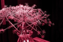 The Hogweed Inflorescence Dried Flower.Dry Heracleum Plant Against Sunset Gradient Pink Blue Sky. Nature Background.A Vase With A Hogweed Branch . Interior Decoration In Scandinavian Style.